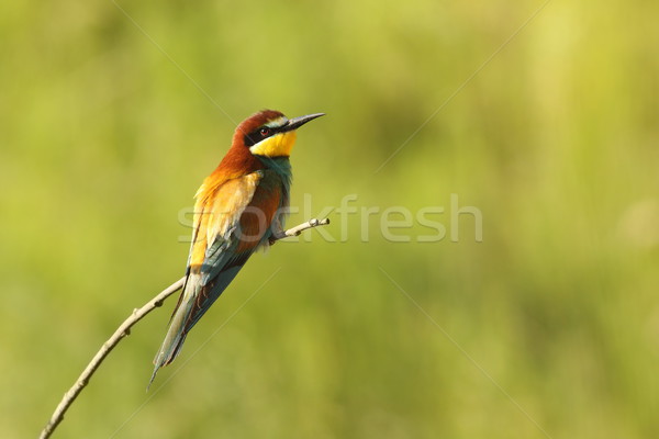 bee eater perched on twig Stock photo © taviphoto
