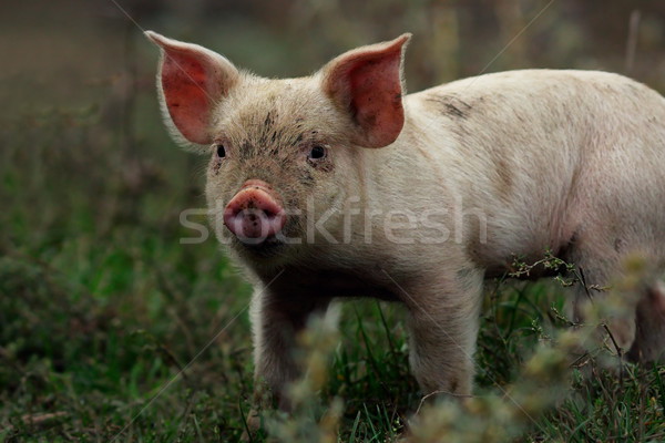 portrait of young pig Stock photo © taviphoto