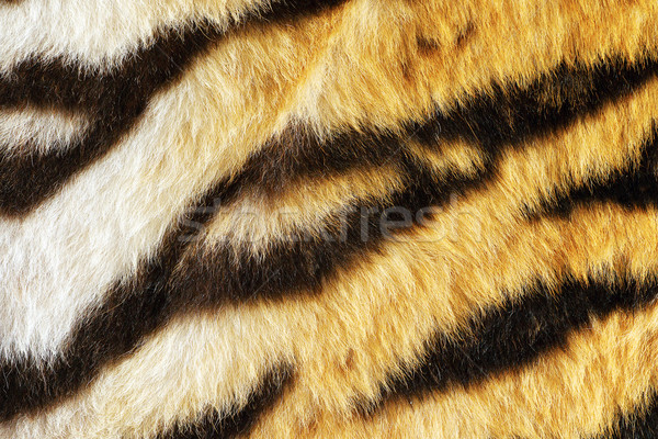 closeup of tiger fur with beautiful stripes Stock photo © taviphoto