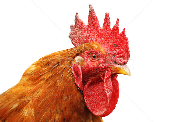 isolated portrait of colorful rooster Stock photo © taviphoto