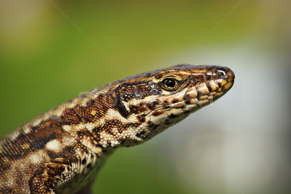macro portrait of common wall lizard Stock photo © taviphoto