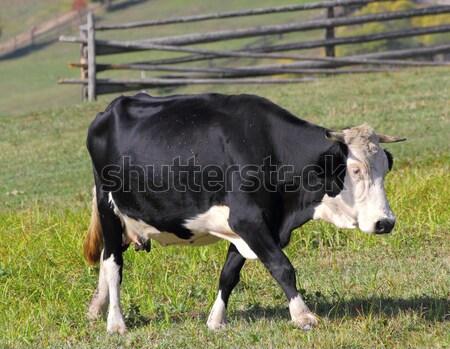 holstein in meadow Stock photo © taviphoto
