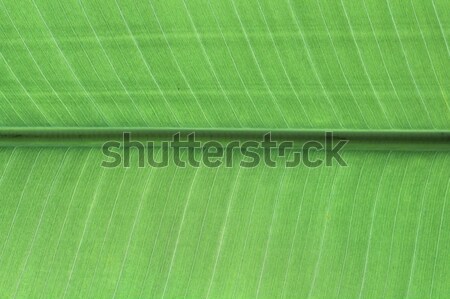 banana leaf detail Stock photo © taviphoto