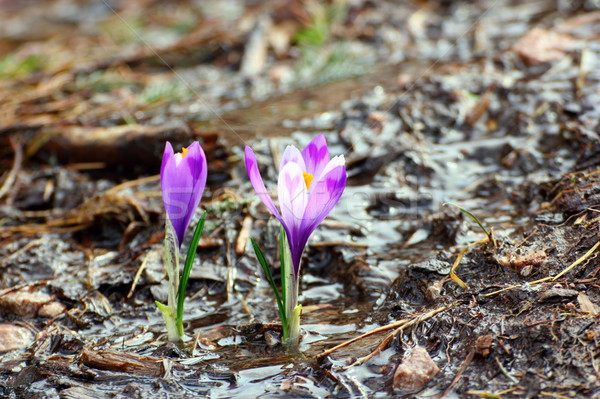 Krokus rozwój wiosną dziki kwiat góry bezpośrednio Zdjęcia stock © taviphoto