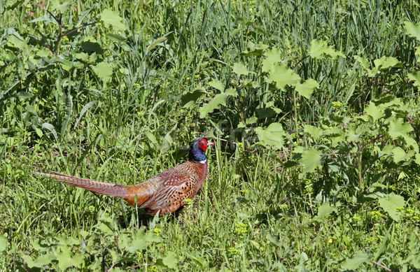pheasant cock in the summer field Stock photo © taviphoto