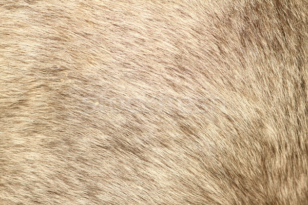 Stock photo: fur texture of a short hair pony