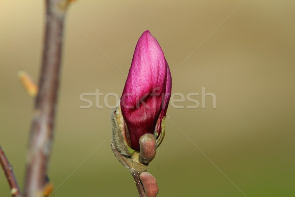 Magnolia dettaglio giardino botanico primavera tempo Foto d'archivio © taviphoto