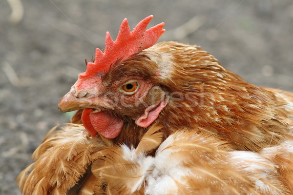 brown hen portrait at farm Stock photo © taviphoto