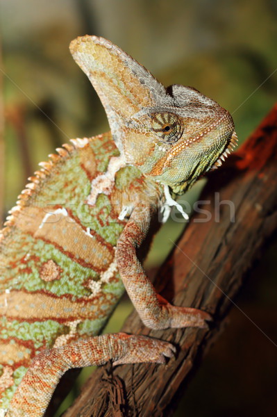 Chameleon ПЭТ ребенка природы зеленый смешные Сток-фото © taviphoto