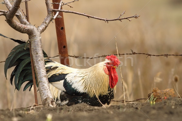 colorful rooster foraging for food near the farm Stock photo © taviphoto