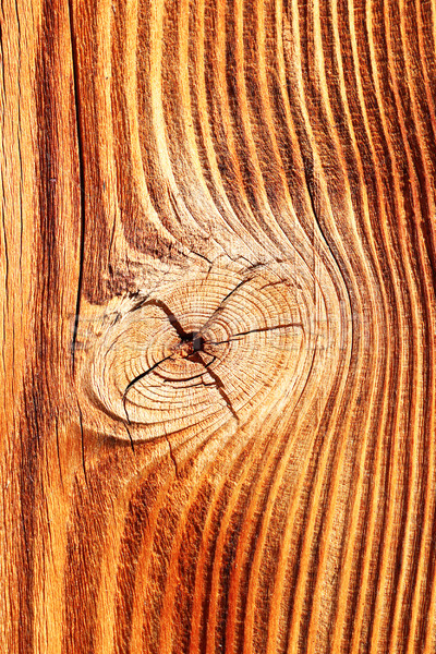 detail of spruce wood texture Stock photo © taviphoto