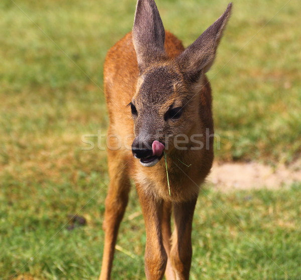 portrait of a baby deer Stock photo © taviphoto