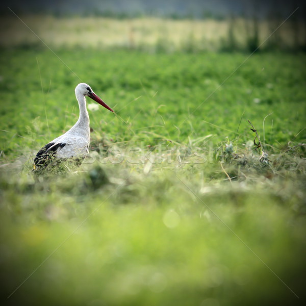 white stork in green field Stock photo © taviphoto