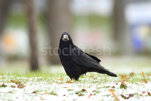 Stock photo: corvus frugilegus in the park