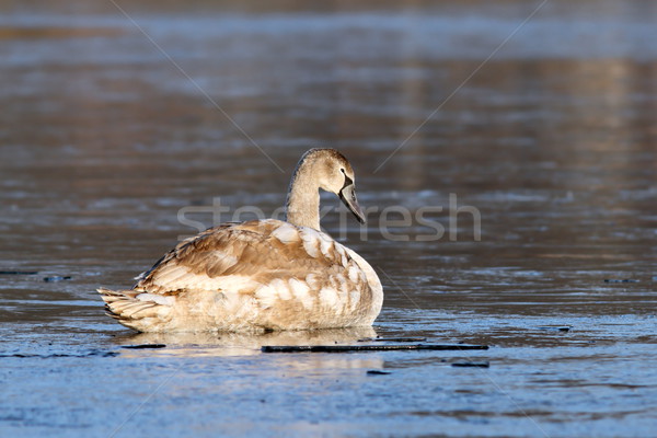 Stock photo: juvenile mute swan on icy surface