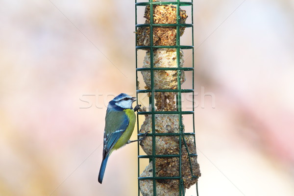 Blue Tit Hanging On Lard Feeder Stock Photo C Coroiu Octavian