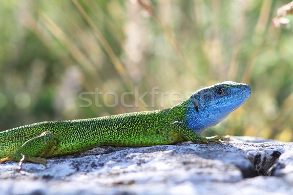 Stock photo: beautiful colored male green lizard