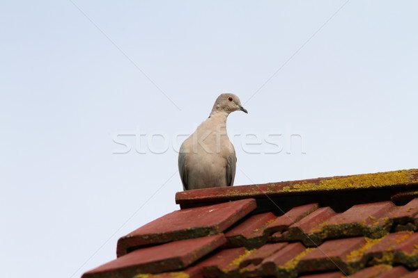 eurasian collared dove standing on the roof Stock photo © taviphoto