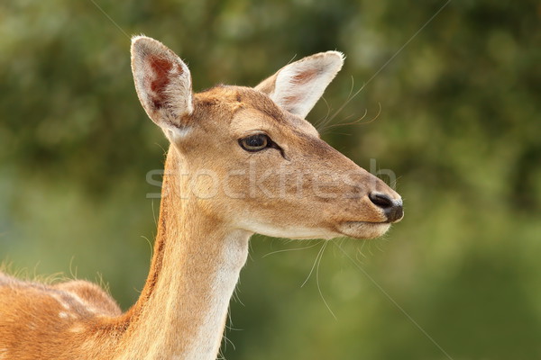 deer hind over green background Stock photo © taviphoto