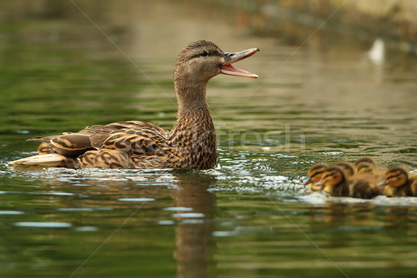 female mallard duck quacking Stock photo © taviphoto