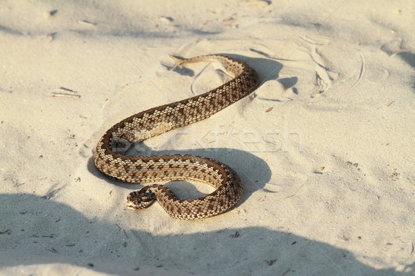 moldavian meadow viper on sand Stock photo © taviphoto