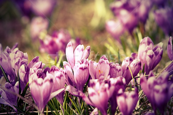 vintage view of spring crocuses Stock photo © taviphoto