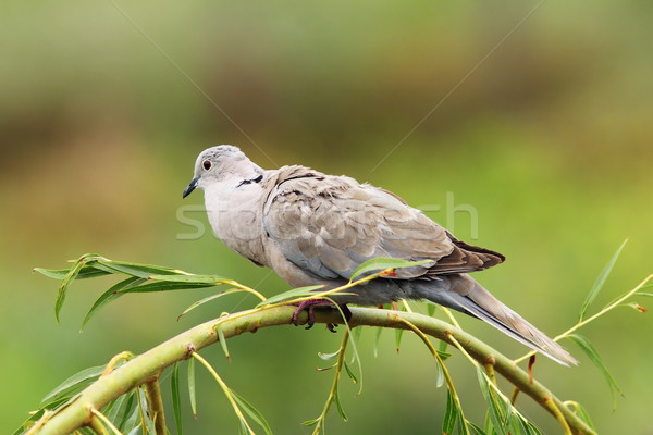 turtledove on willow Stock photo © taviphoto