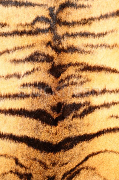 detail of colorful tiger fur Stock photo © taviphoto