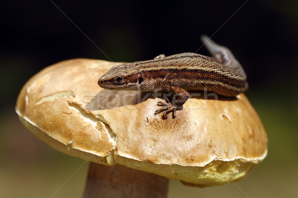 [[stock_photo]]: Lézard · champignons · macro · coup · nature · animaux