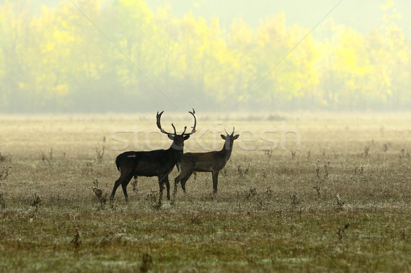 fallow deers in morning light Stock photo © taviphoto