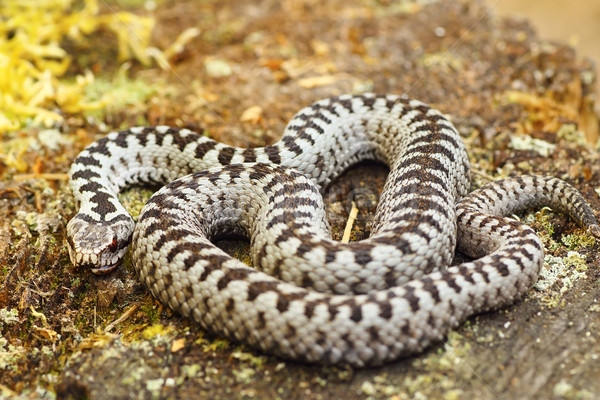 beautiful common european adder basking in the sun Stock photo © taviphoto