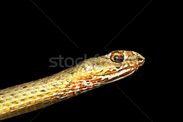 portrait of beautiful snake Stock photo © taviphoto
