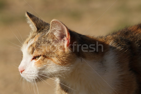 Pisica domestica cap portret animal păr Imagine de stoc © taviphoto