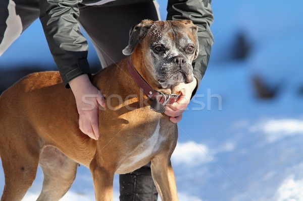 boxer on owner hands Stock photo © taviphoto