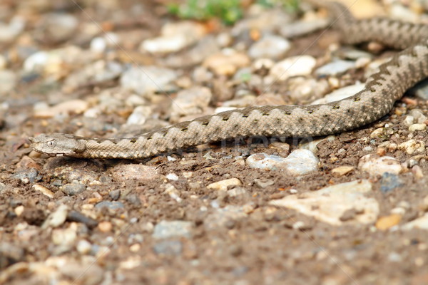 Stock photo: european horned viper on gravel