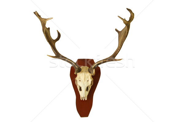 fallow deer hunting trophy isolated on white Stock photo © taviphoto