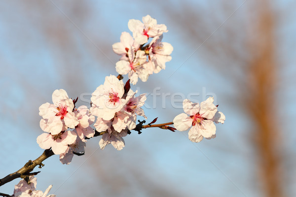 Сток-фото: красочный · цветы · Японский · Вишневое · дерево · Blue · Sky