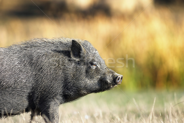 closeup of vietnamese black pig Stock photo © taviphoto