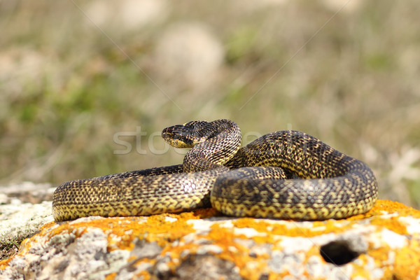 Węża naturalnych siedlisko sam zwierząt Zdjęcia stock © taviphoto