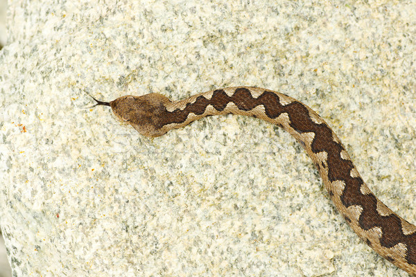 Stock photo: nose horned viper crawling on stone