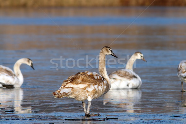 juvenile mute swan Stock photo © taviphoto