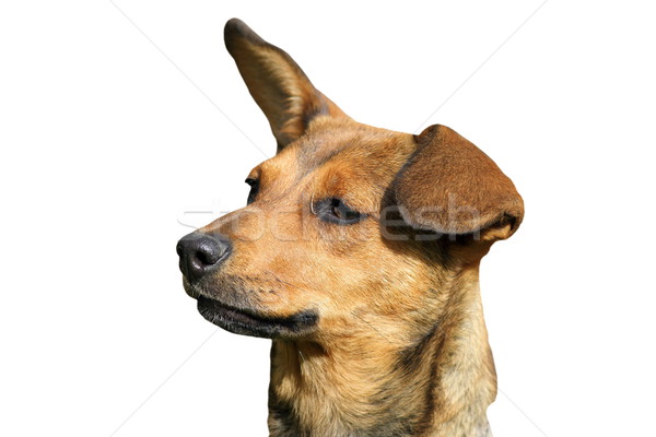 isolated portrait of cute dog Stock photo © taviphoto