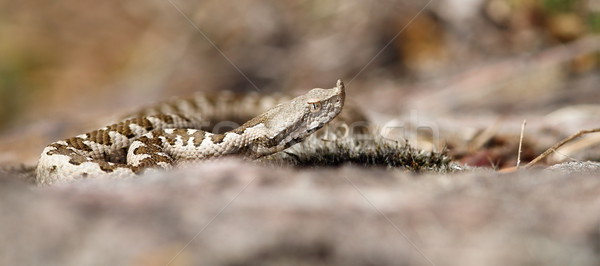 immature vipera ammodytes Stock photo © taviphoto