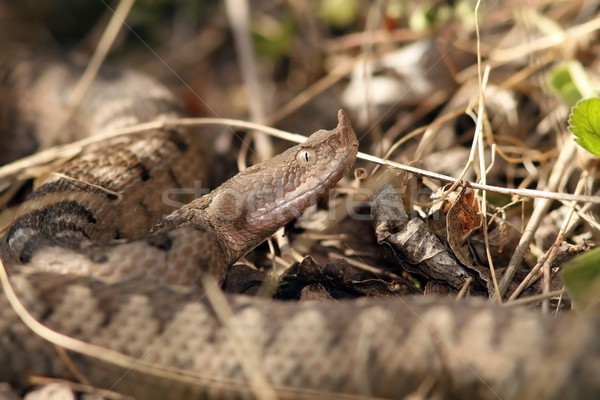 Veszélyes európai kígyó orr nagy példány Stock fotó © taviphoto
