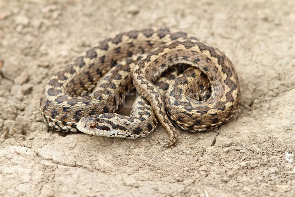 Prairie sol rare serpent Europe couleur [[stock_photo]] © taviphoto
