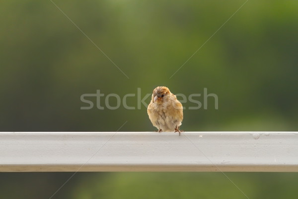 female house sparrow  Stock photo © taviphoto
