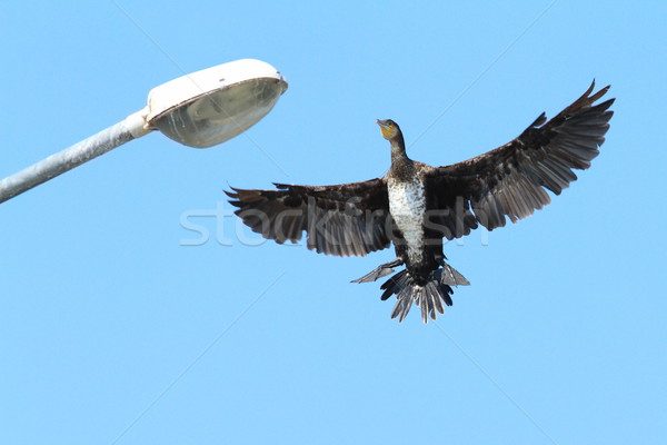 Stock photo: great cormorant landing on electric pile