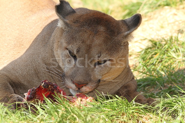美洲獅 吃 餓 片 肉類 綠草 商業照片 © taviphoto