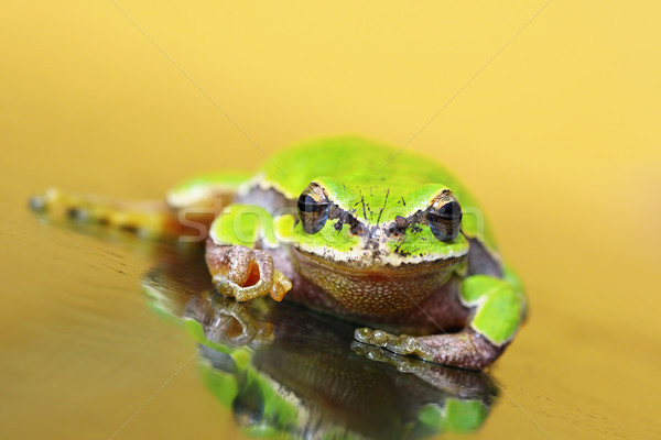 green tree frog on glass Stock photo © taviphoto