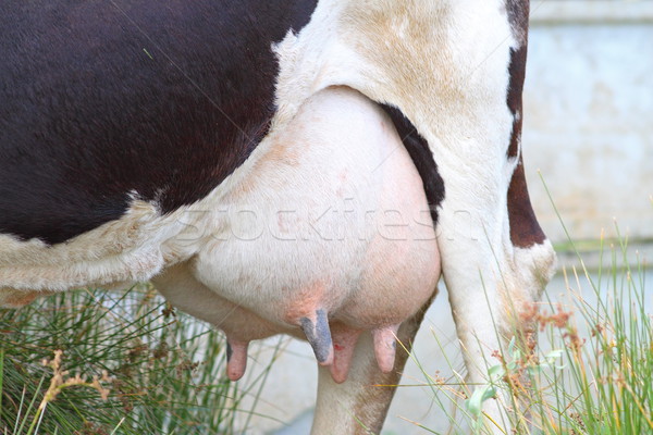 close-up of a cow udder Stock photo © taviphoto